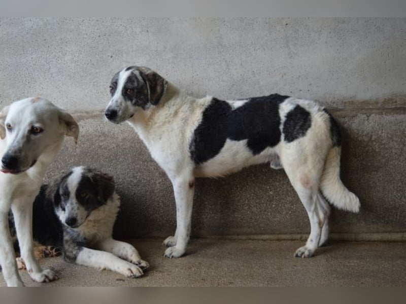 Cadden - Was Zeit mit einem Hund macht