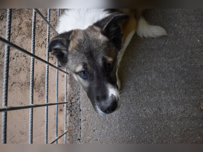 Quorivah - Kleines Hundemädchen, was nun?