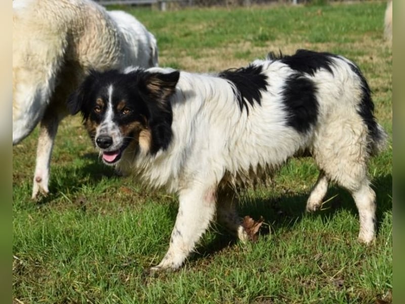 Collin - Wer Vertrauen hat, erlebt jeden Tag Wunder