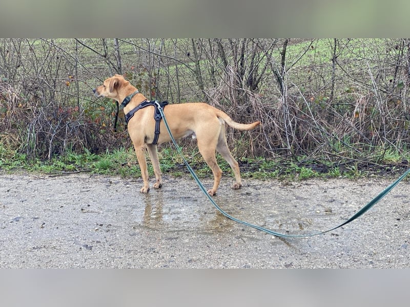 Jasper - Warten auf den einen Menschen