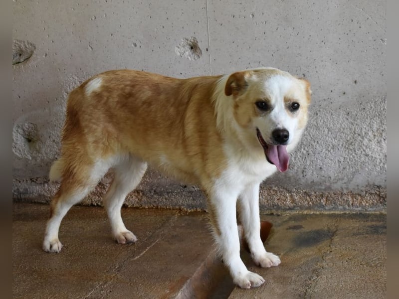 Simbad - Laute Fragen ? Leise Wünsche