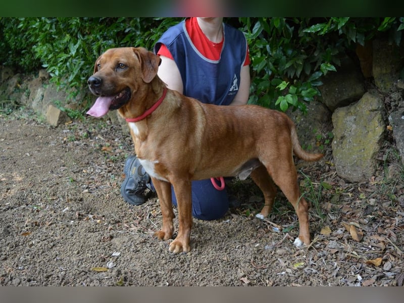 Freebie - Über Stock und Stein