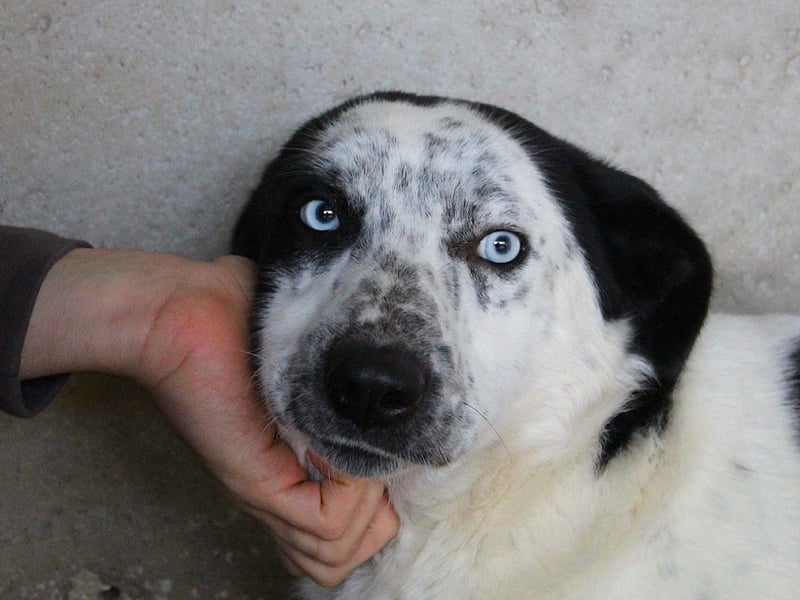 Nyxiel - Die schönsten Augen