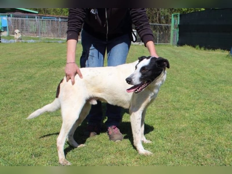 Florentino - Der hübscheste aller Batmans