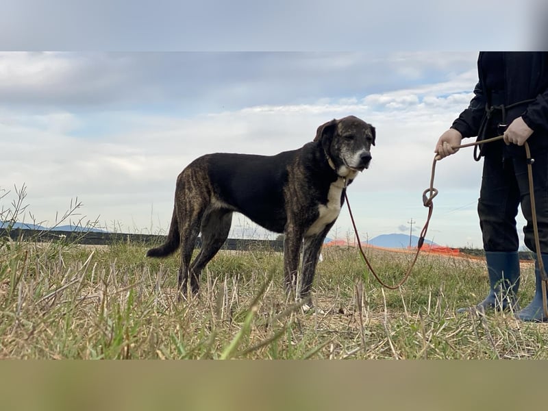 Lola - Das Herz hat seine Gründe