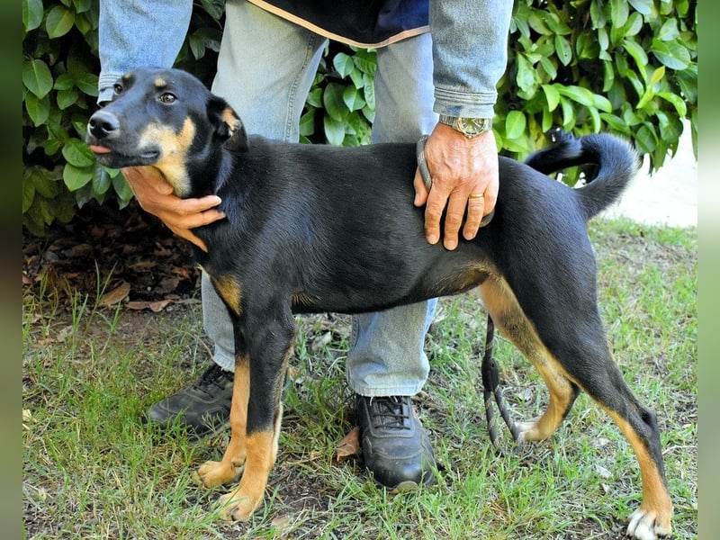 Domitia - neugierige Junghündin mit sanftem Wesen