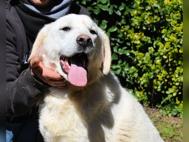 Shipley - Ein riesiges Missverständnis!