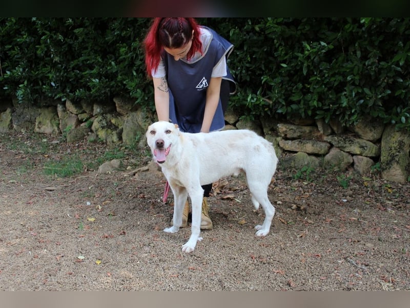 Ludoviko - Gipfelstürmer