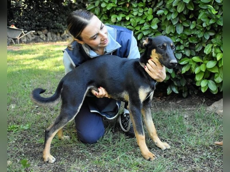 Drifa - vorsichtiges Hundemädchen auf der Suche nach Geborgenheit