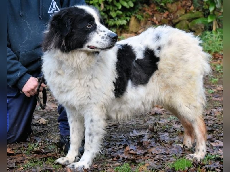 Puccie - unser liebes Mädchen...