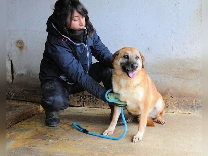 Astrea - Eine Hündin, die nach den Sternen greift