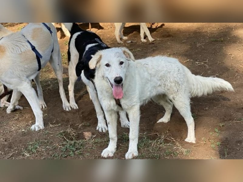 Tonia - (Dringend Pflegestelle oder Zuhause gesucht) Bereit Herzen im Sturm zu erobern