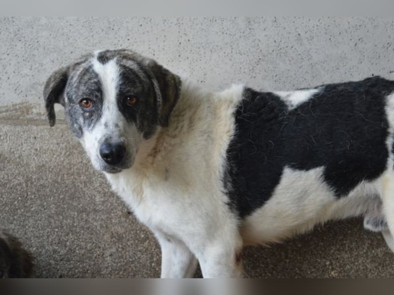 Cadden - Was Zeit mit einem Hund macht