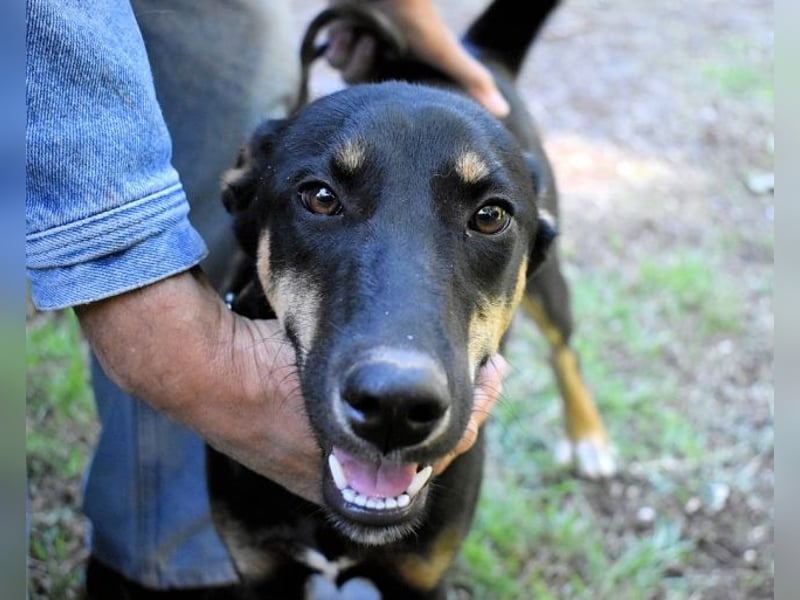 Domitia - neugierige Junghündin mit sanftem Wesen