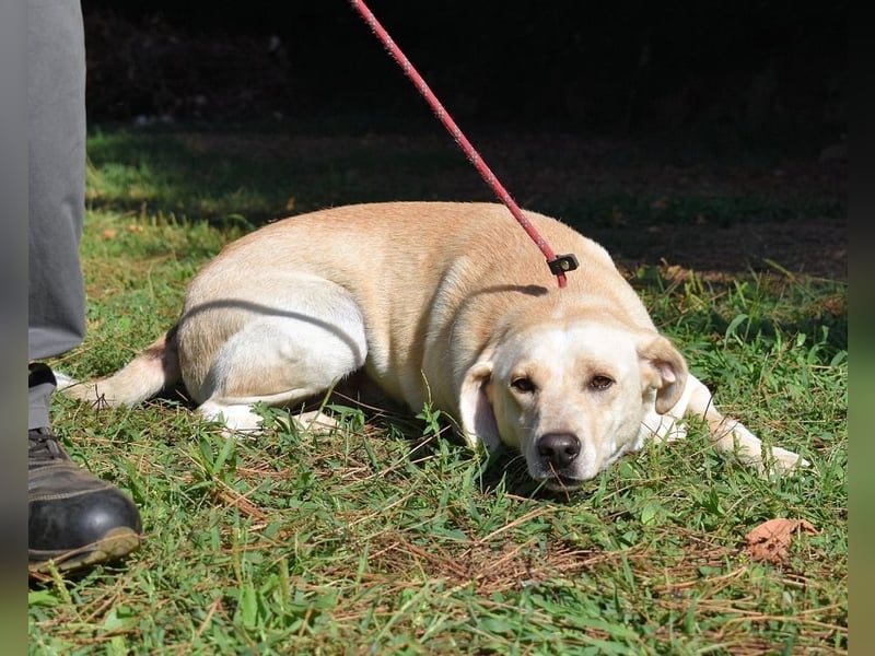 Hughie - macht ein Freundschaftsangebot