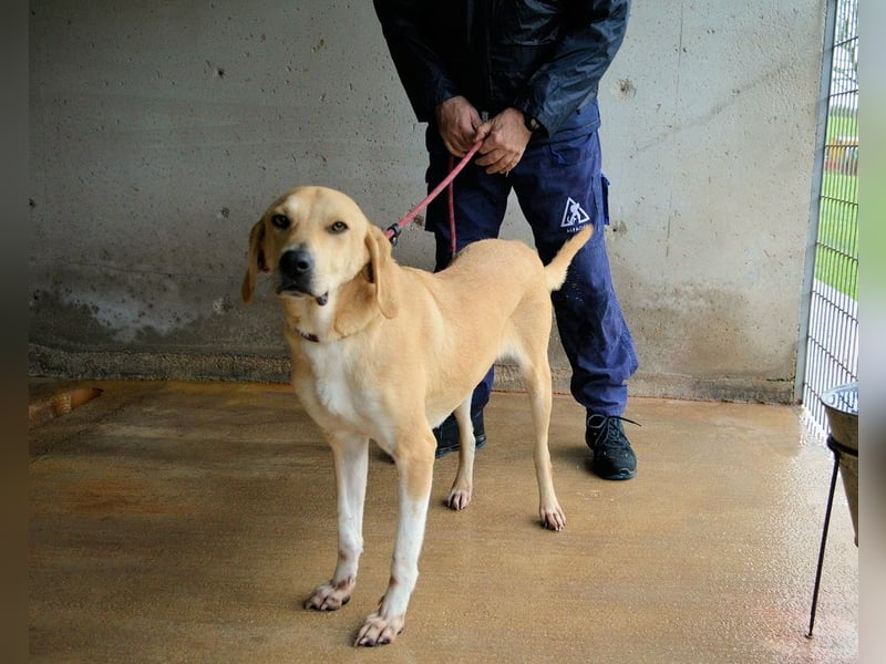 Wiper - Menschisch A1 - Wiper sucht Lehrer