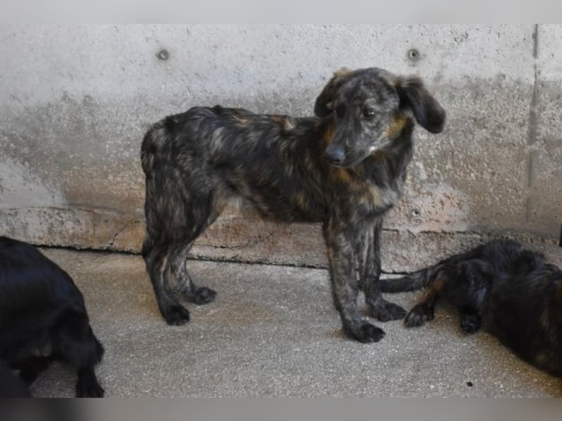 Nivara - Das Märchen von den fünf Schwestern