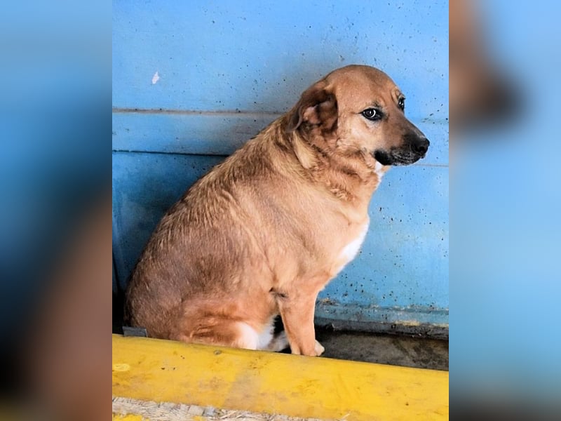 Rainey - sucht sein Pfotenglück!