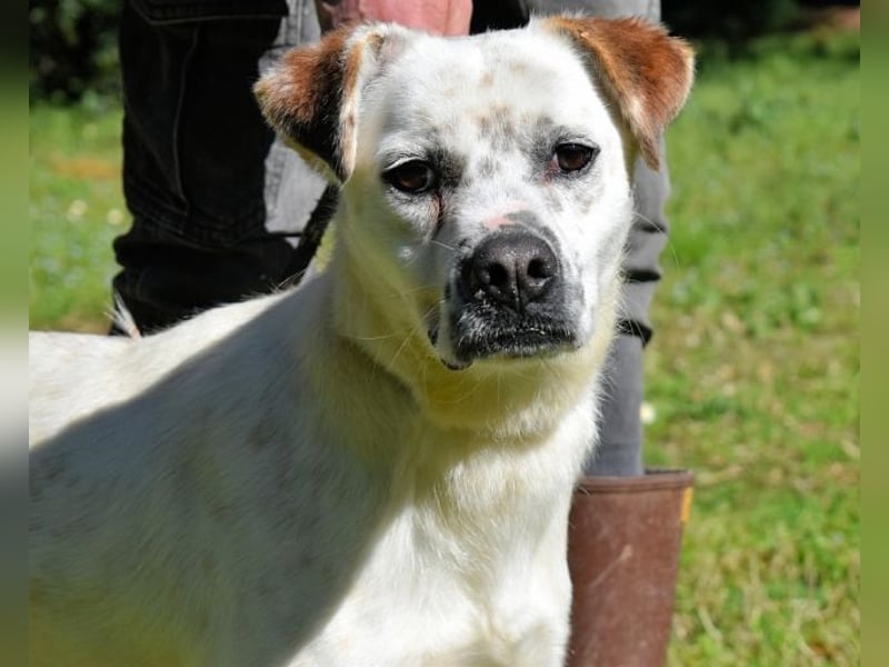 Jedd - Liebe auf den zweiten Stern
