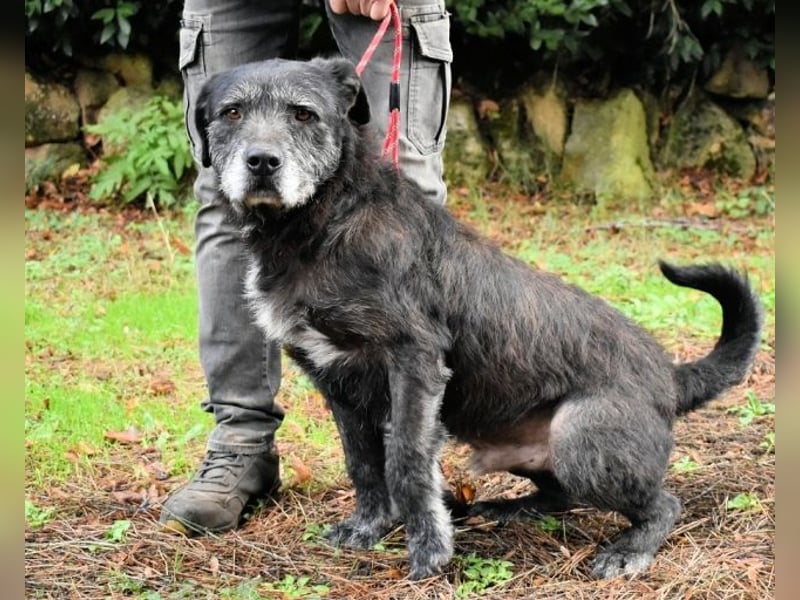Baldovino - Lieber, großer Kerl fragt: Darf ich zu Dir?
