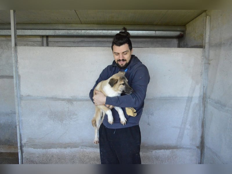 Quivira - Kleines Hundekind, was nun?