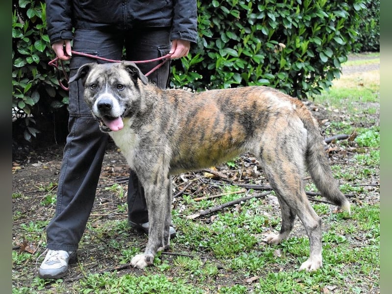 Fionella - Tigerchen sucht Familie