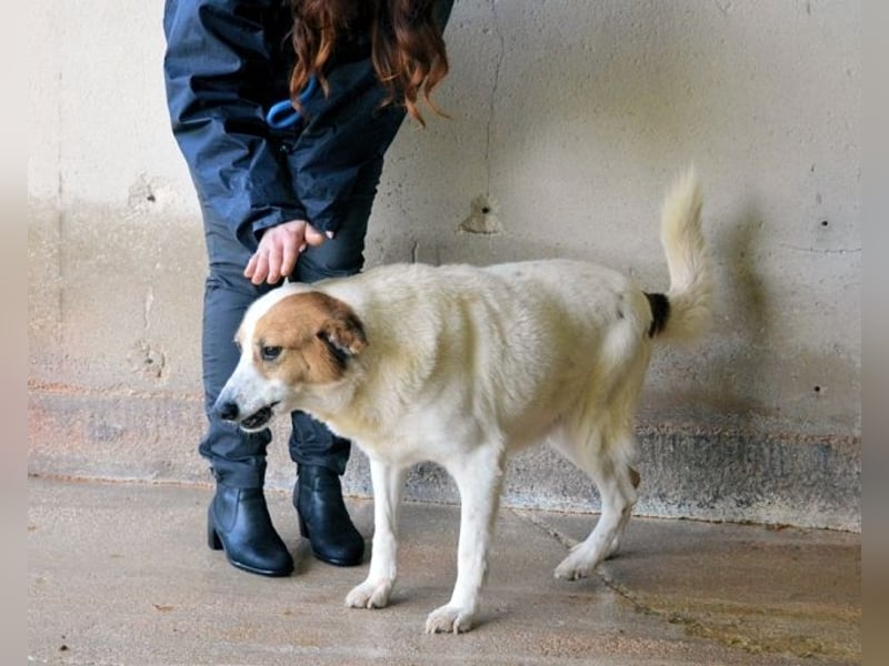 Elpidius - Ein Ziel ohne Plan bleibt nur ein Wunsch