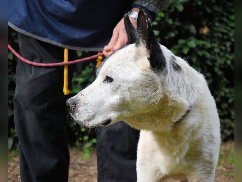 Camellia - Notfall - Was wäre gewesen, wenn ...