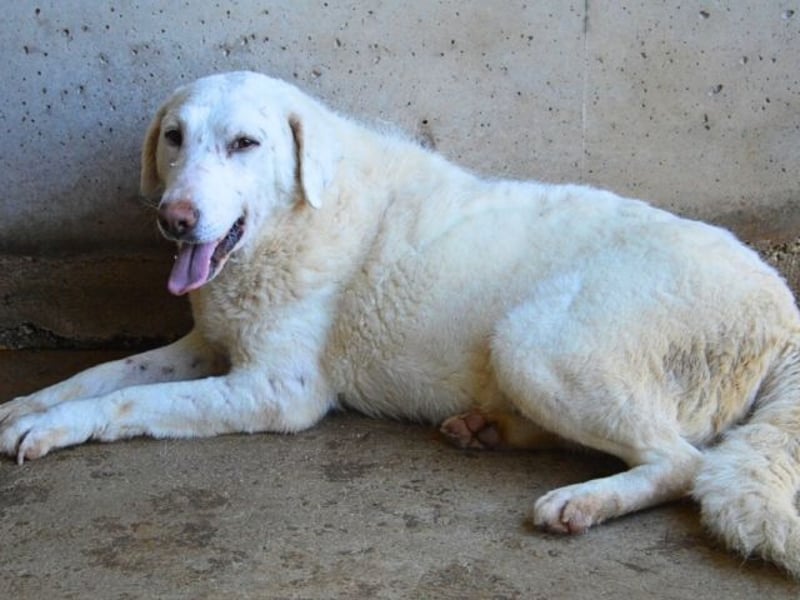 Arriel - aller guten Dinge sind drei