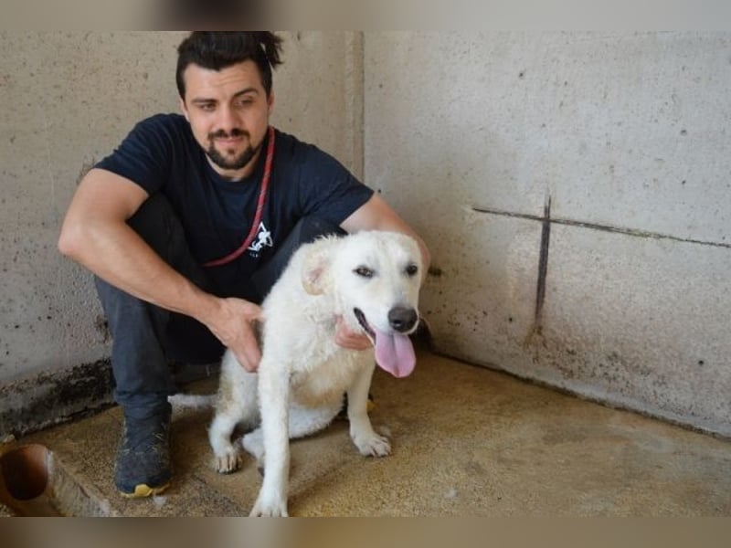 Adryelle - Lebensfreude auf vier Pfoten