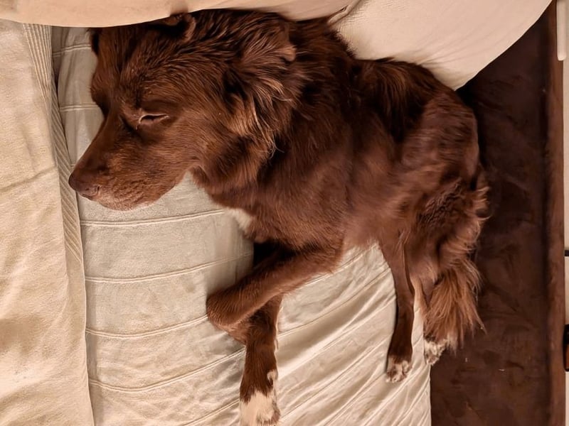 Eurialo - SOS - Dringend Pflegestelle oder neues Zuhause gesucht/Wenn du alles verlierst