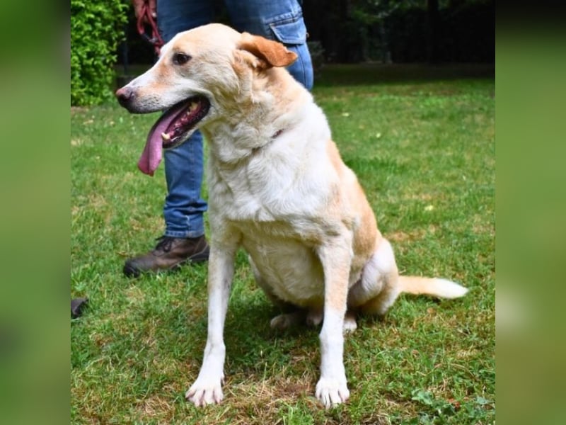 Saphir - träumt von einem Zuhause...