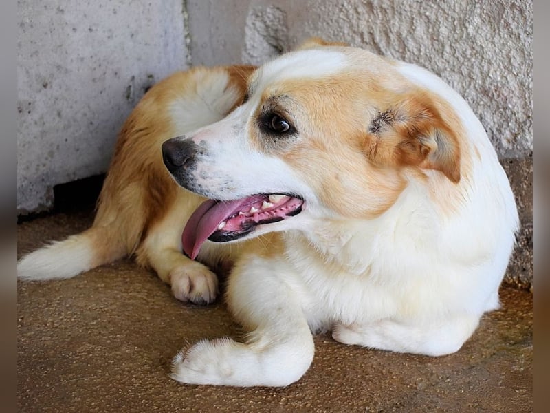 Simbad - Laute Fragen ? Leise Wünsche