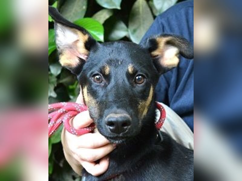 Drifa - vorsichtiges Hundemädchen auf der Suche nach Geborgenheit