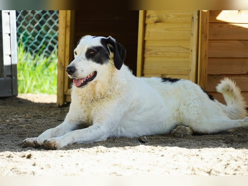 Marni - Dieses Herz hat schon zu lange gewartet