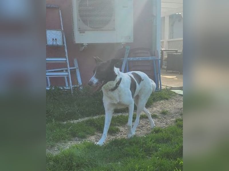 Fioretta - Notfall - 2. Lebensglück gesucht