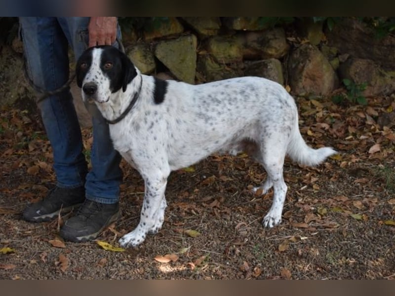 Demetrius - Sensibler Hund in großer Not