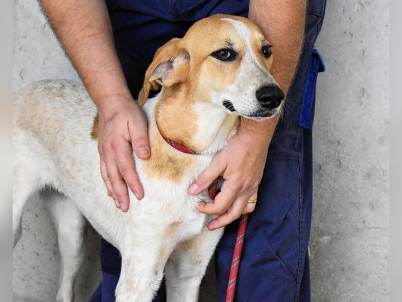 Molletta - Junghündin sucht Anschluss mit Streicheleinheiten