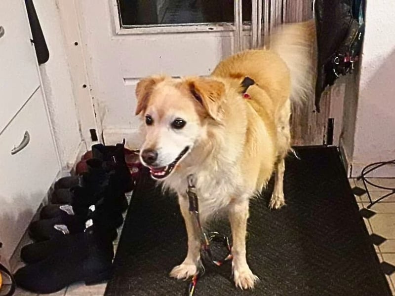 Alemix - Im zweiten Anlauf neuer Altersruhesitz gesucht