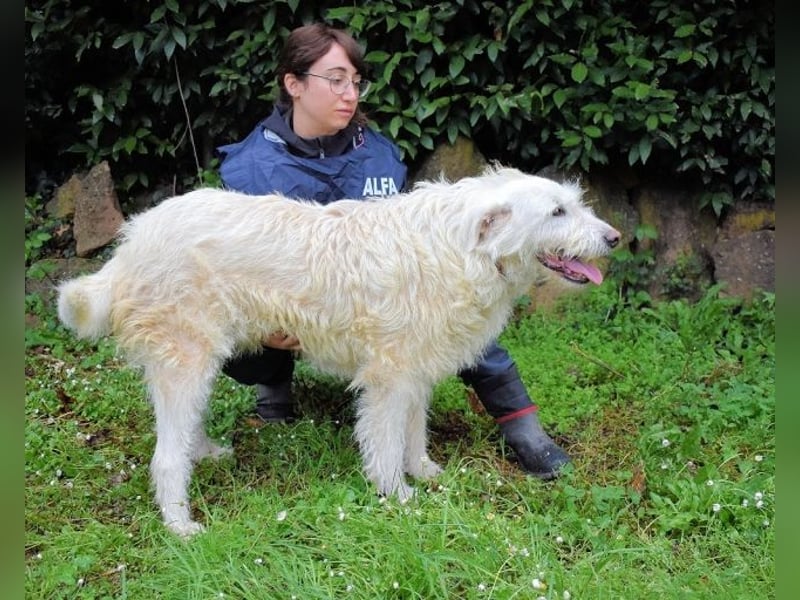 Gatsby - Der große Gatsby sucht seine Daisy