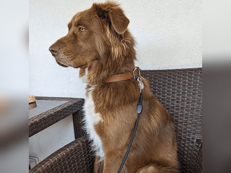 Eurialo - SOS - Dringend Pflegestelle oder neues Zuhause gesucht/Wenn du alles verlierst