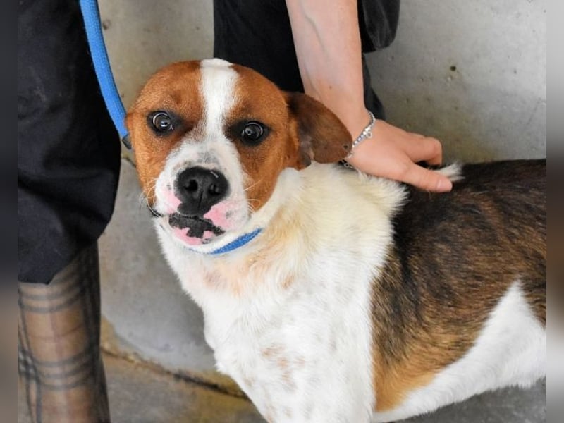 Olli - Quirliges Hundekind braucht dringend Familie