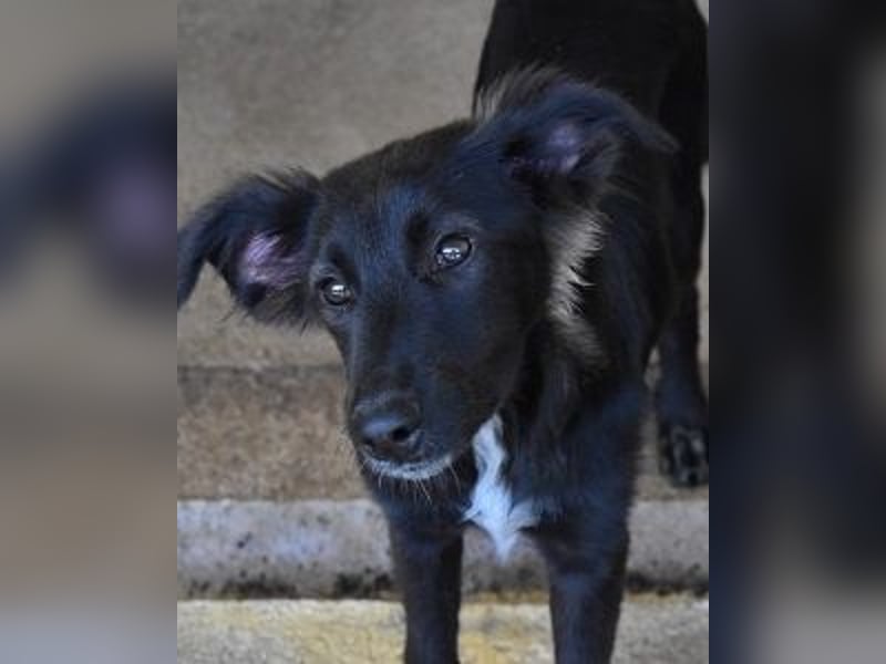 Nerissa - Das Märchen von den fünf Schwestern