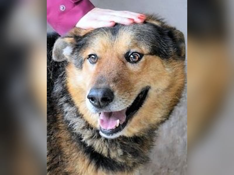 Annalise - Eine liebevolle Gefährtin sucht ihren Menschen Annalise - Eine liebevolle Gefährtin sucht ihren Menschen