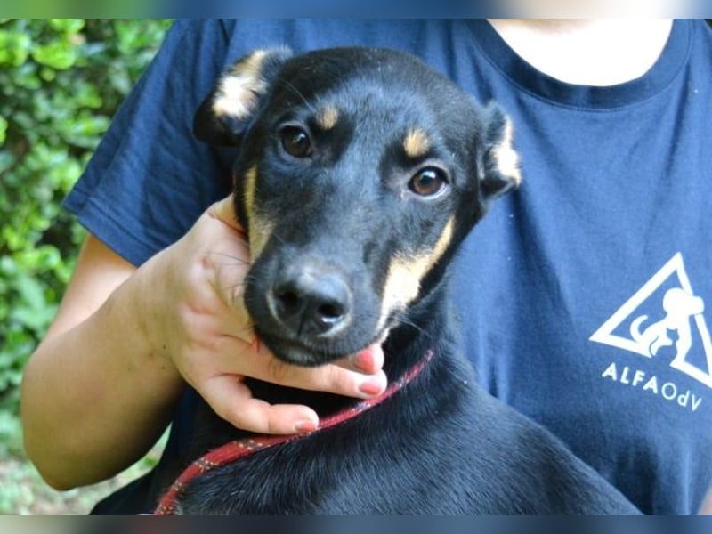 Domitia - neugierige Junghündin mit sanftem Wesen