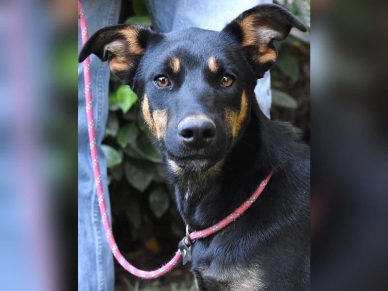 Djamica - fröhliche Junghündin mit offenem Herzen