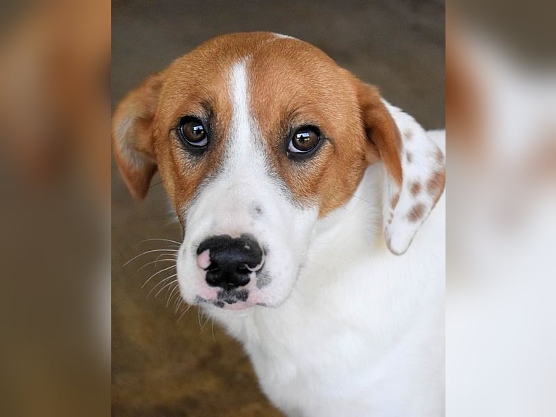 Tyber - Wer gibt mir einen Vertrauens-Schubser?