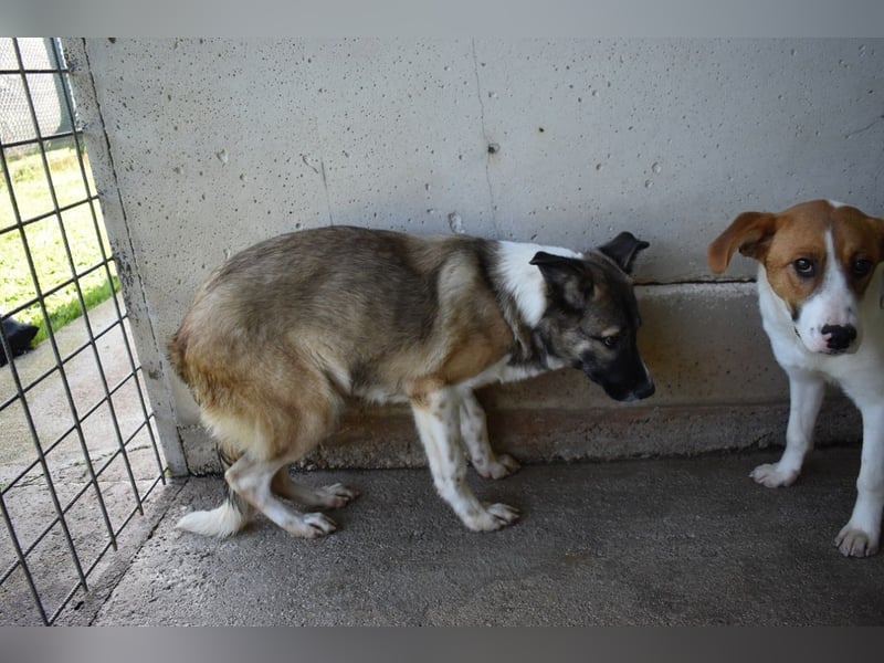 Quorivah - Kleines Hundemädchen, was nun?