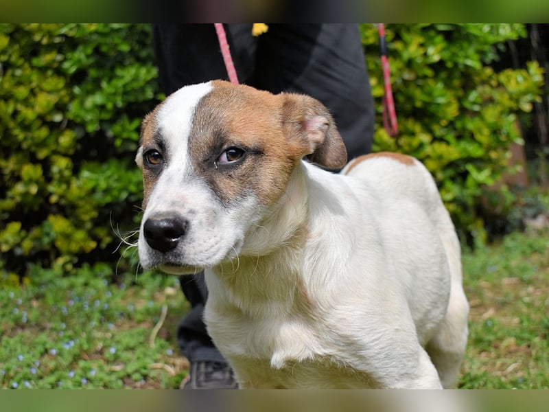 Elenio - SOS - Dringend Zuhause gesucht - Ein leuchtendes Fellknäuel