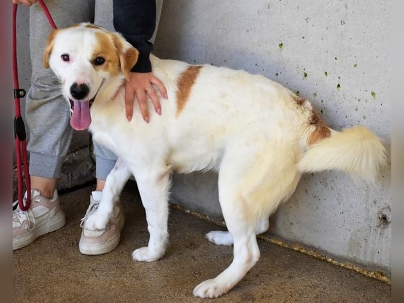 Virgilyo - Wo kommst du her, wo gehst du hin?